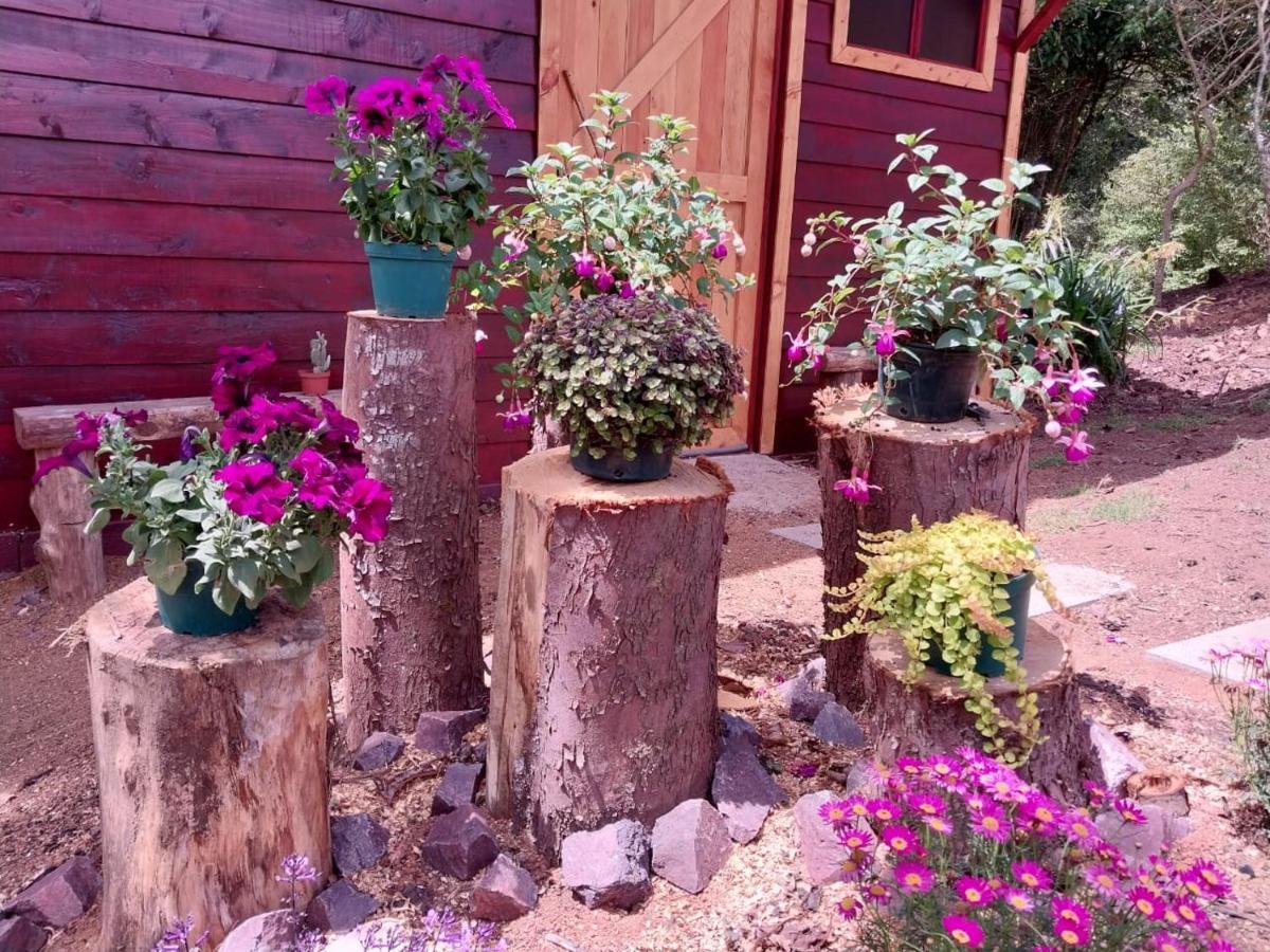 Curuba Lodge Copey Kültér fotó