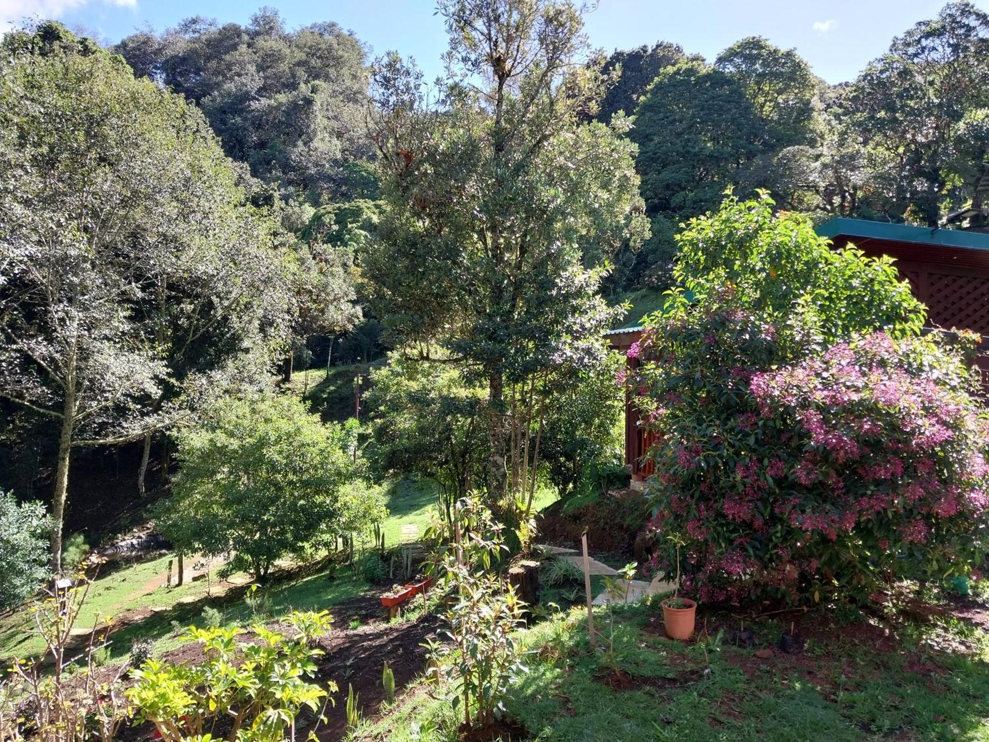 Curuba Lodge Copey Kültér fotó